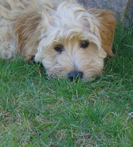 Миниатюрный пудель фото 5