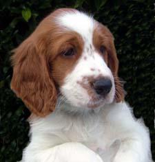 Вельш‑спрингер‑спаниель фото 12