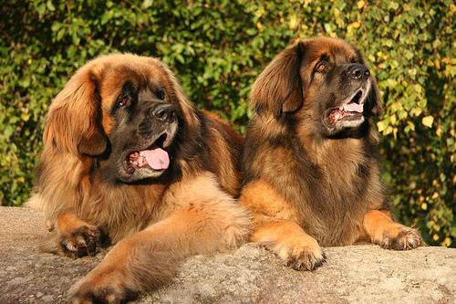 Леонбергер фото 10