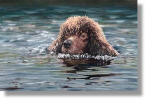 Ирландский спаниель (ирландский водяной спаниель) фото 3