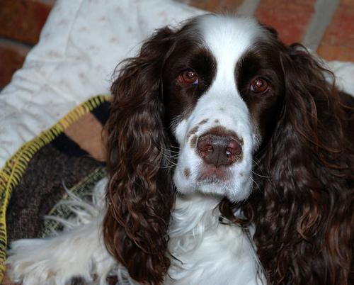 Английский спрингер‑спаниель фото 6