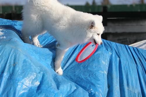 Самоед фото 3