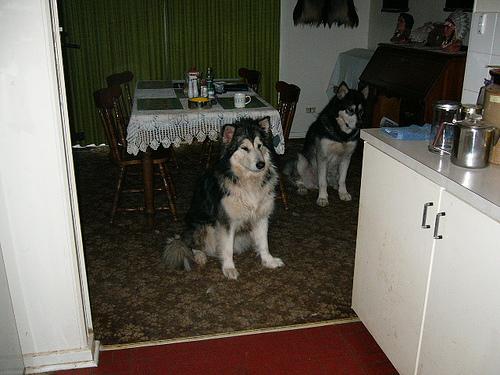 Аляскинский маламут фото 7