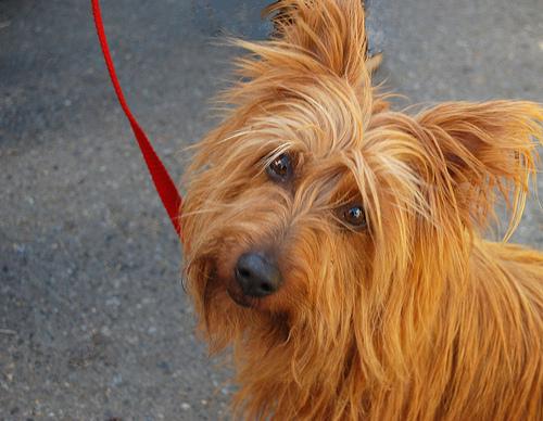 Австралийский терьер фото 4