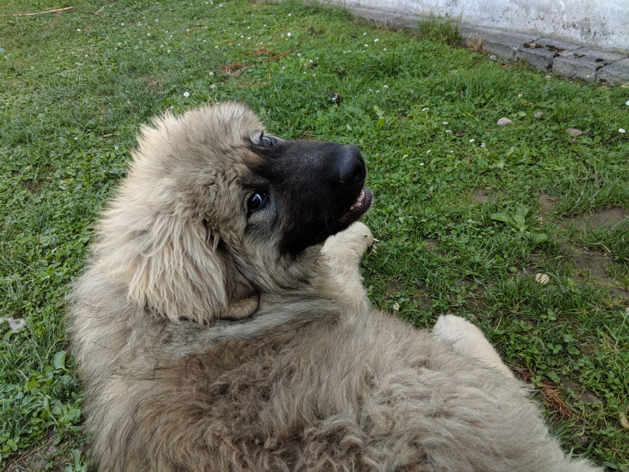 Кавказская овчарка — фото породы