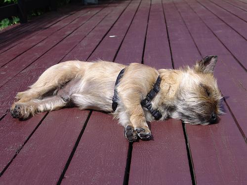 Керн‑терьер фото 11