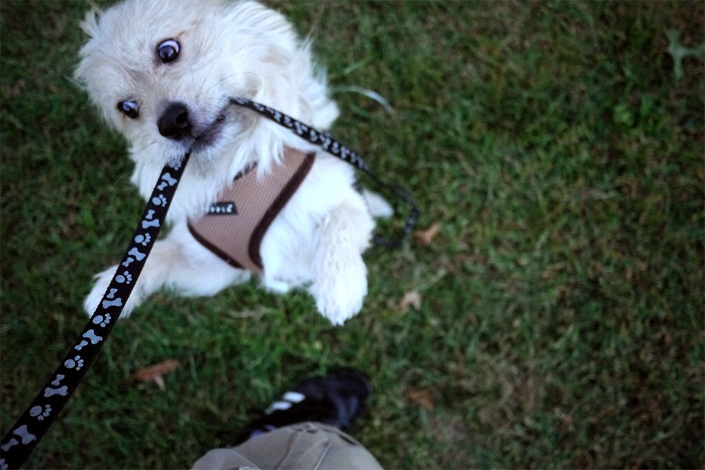 Метис (mix) фото 3