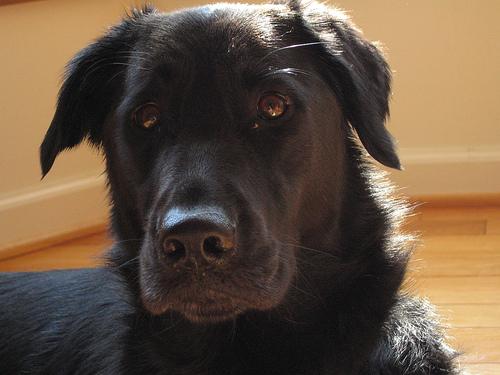 Лабрадор-ретривер фото 1