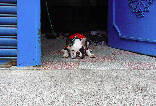 Французский бульдог фото 11