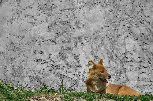 Азиатский дикий пёс (дхол) фото 8