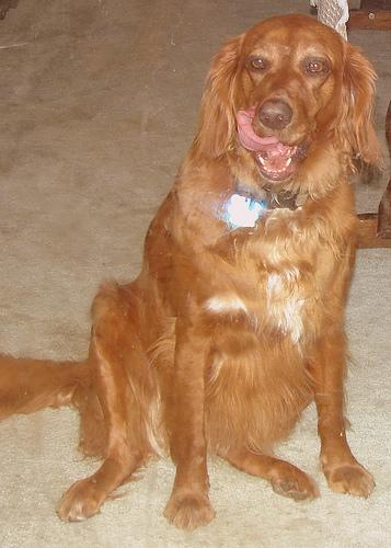 Ирландский сеттер фото 7