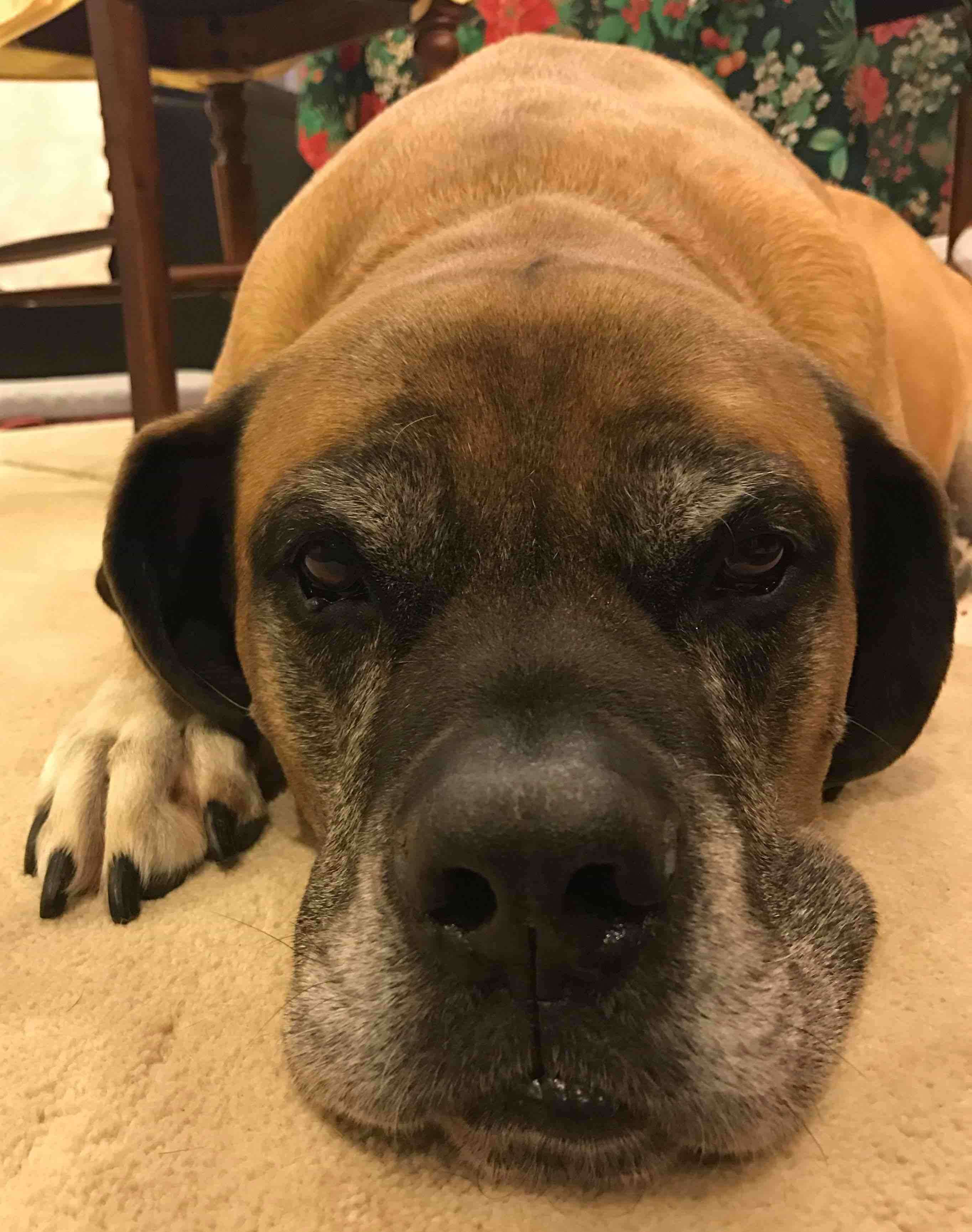 Фото породы Английский мастиф