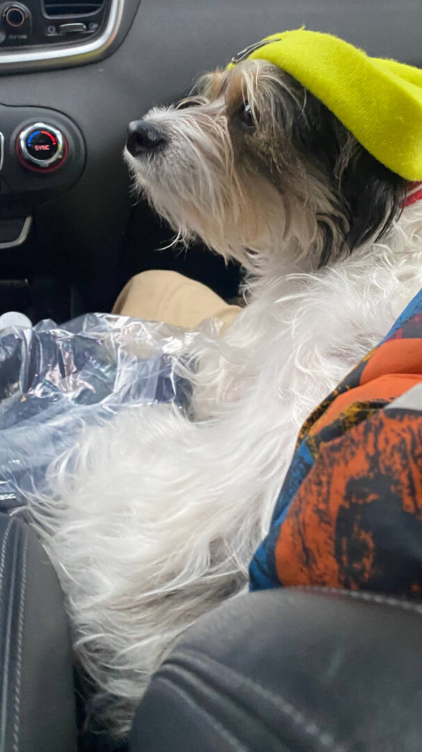 Джек‑рассел‑терьер фото 9