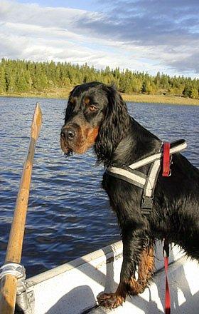 Шотландский сеттер (гордон-сеттер) фото 12