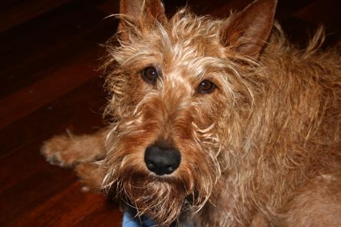 Ирландский терьер — фото породы