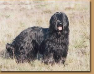 Бриар фото 12