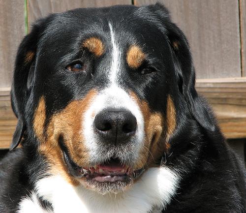 Бернская горная пастушья собака (бернский зенненхунд) фото 7
