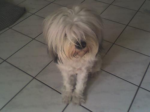 Тибетский терьер фото 8