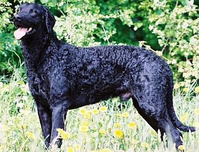 Курчавошёрстный ретривер (кёрли) фото 1