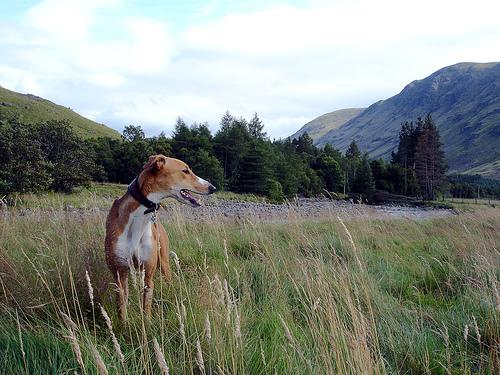 Уиппет (Whippet) фото 2