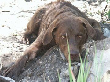 Чесапик‑бей‑ретривер фото 12