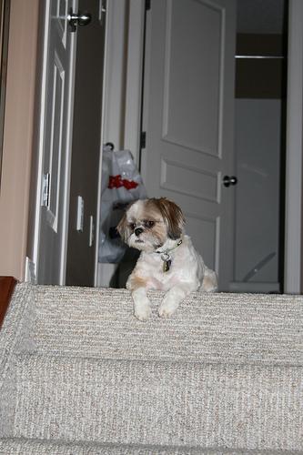 Ши-тцу фото 10