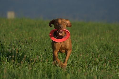 Венгерская выжла (Vizsla) фото 2