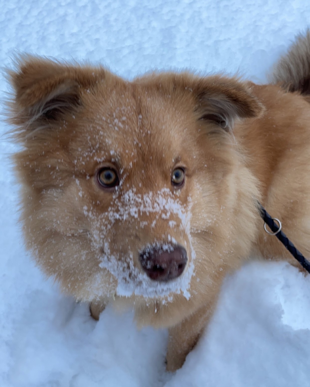 Финский лаппхунд (финская лопарская лайка) фото 1