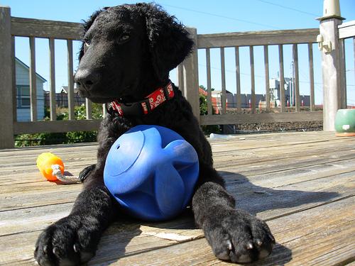 Курчавошёрстный ретривер (кёрли) фото 9