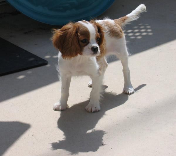 Кавалер‑кинг‑чарльз‑спаниель (тип бленхейм) фото 11