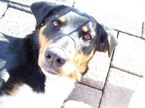 Аппенцеллер зенненхунд фото 6