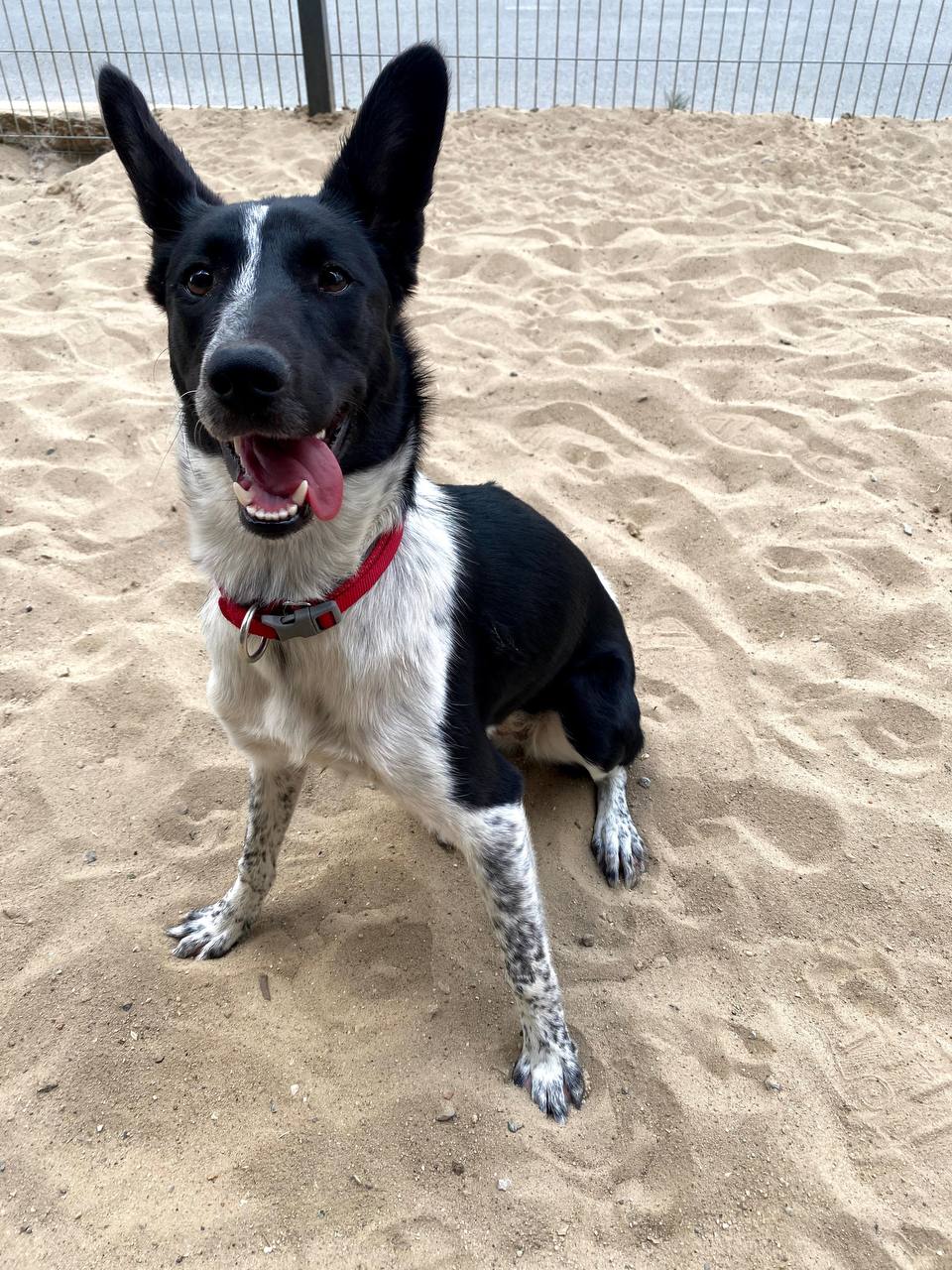 Метис (mix) фото 1