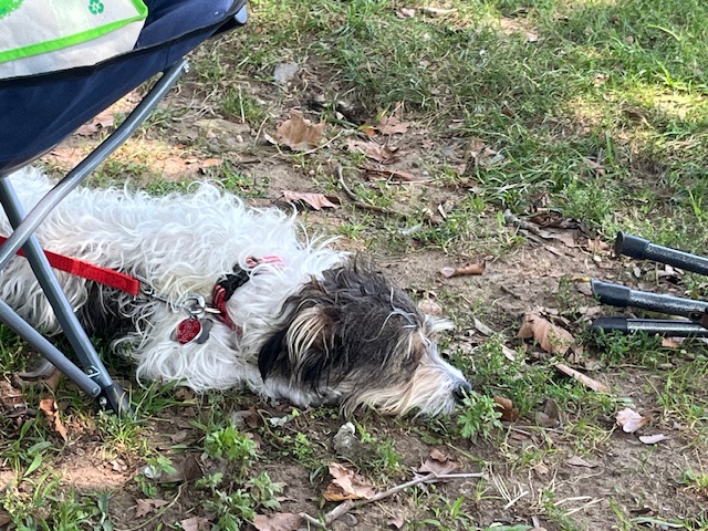 Джек‑рассел‑терьер фото 8