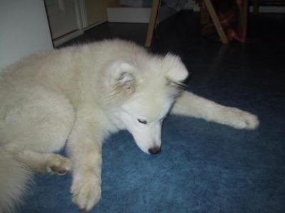 Самоед фото 10