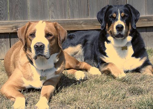 Бернская горная пастушья собака (бернский зенненхунд) фото 11