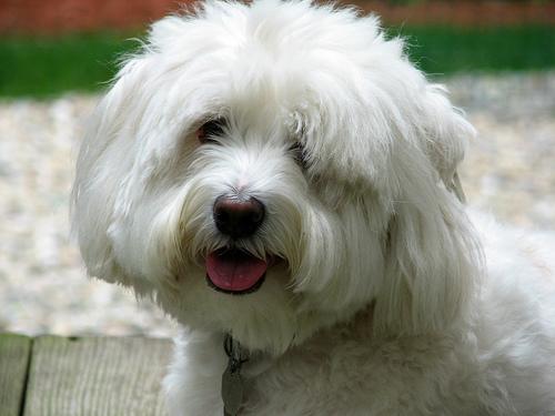 Тибетский терьер фото 2