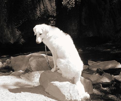 Кувас фото 5