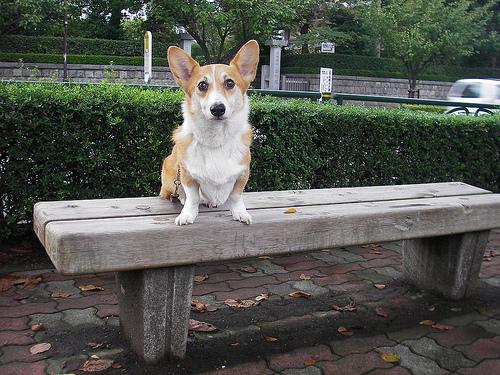 Вельш‑корги пемброк фото 2