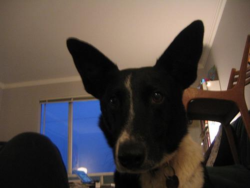 Австралийский келпи фото 10