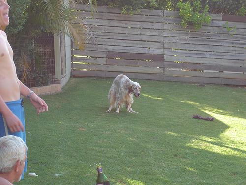 Английский сеттер — фото породы