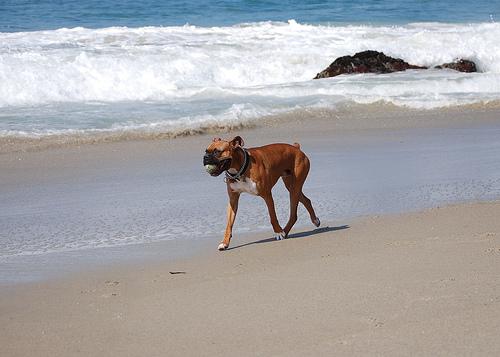 Боксёр фото 6