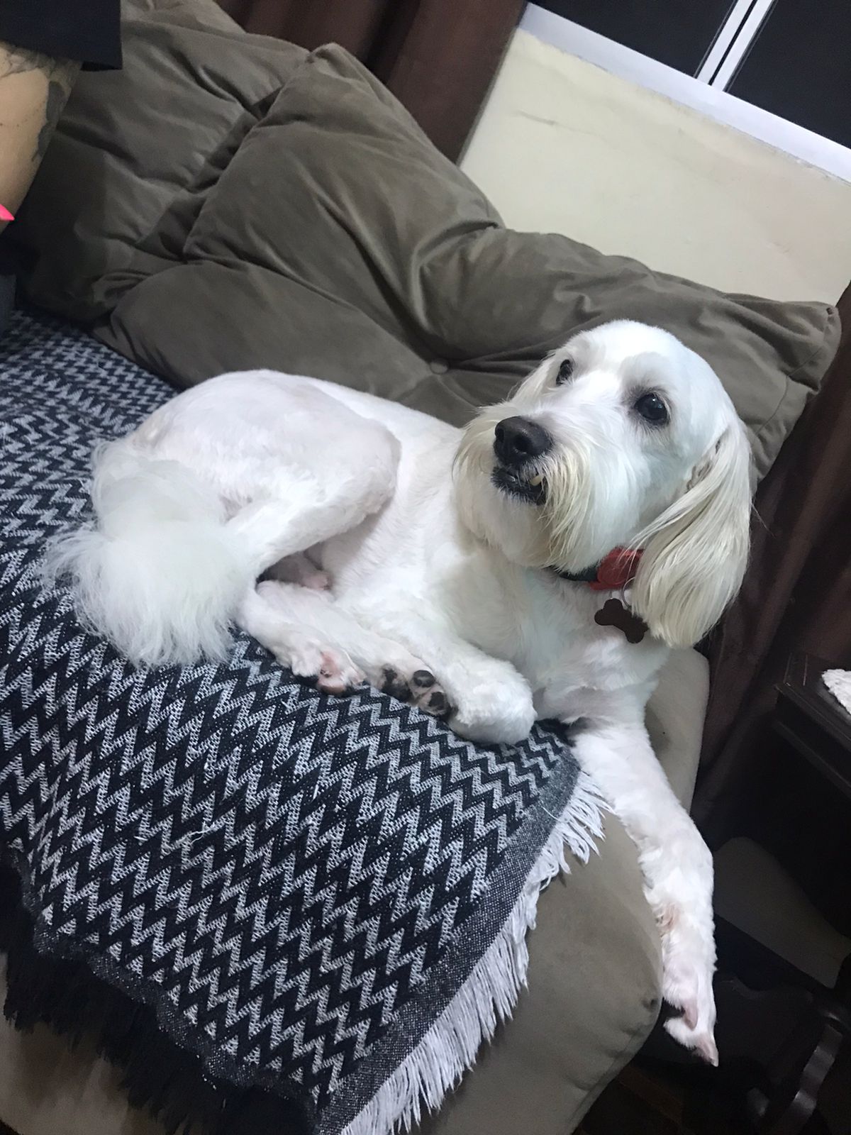 Кокапу (Cockapoo) фото 10