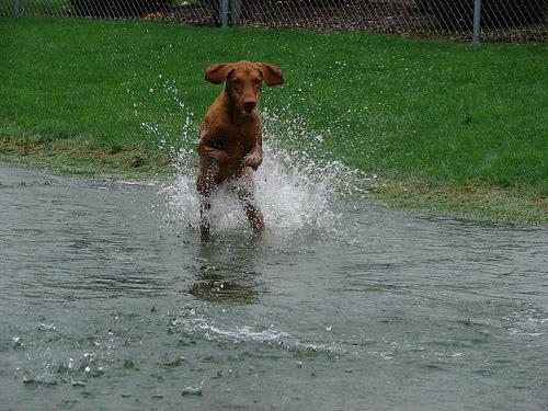 Венгерская выжла (Vizsla) фото 8