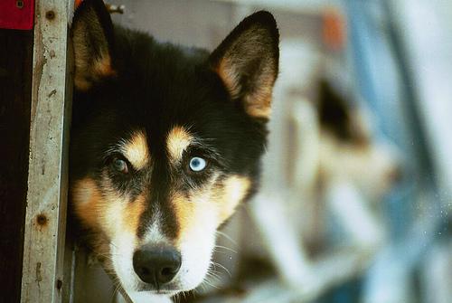 Американская эскимосская собака (Eskimo) фото 11