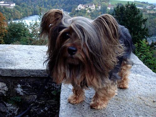 Шелти-терьер (шелковый терьер, австралийский шелковистый терьер) фото 11