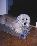 Денди‑динмонт‑терьер фото 6