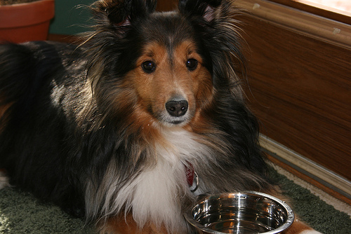 Шетландская овчарка (шелти) фото 11