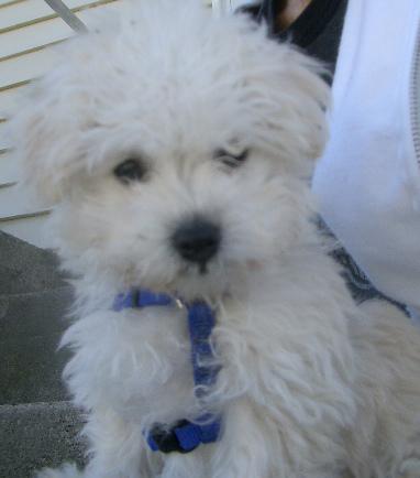 Той‑пудель фото 7