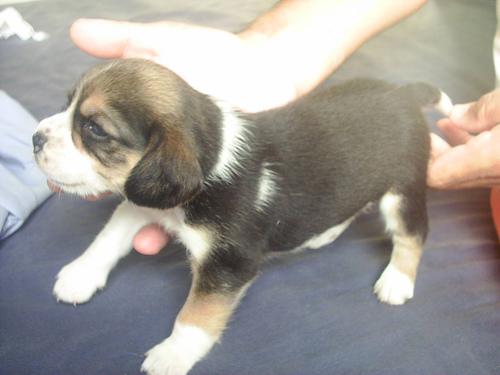 Бигль фото 10