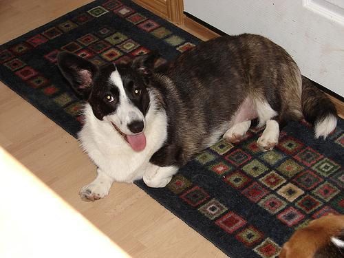 Вельш‑корги кардиган фото 12